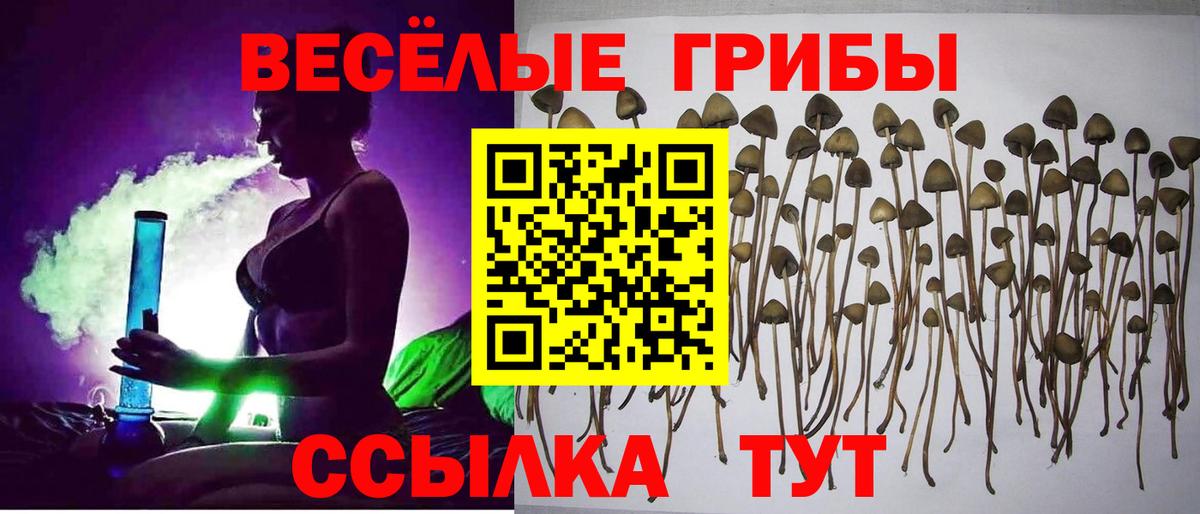 Псилоцибиновые грибы Psilocybine cubensis Анапа